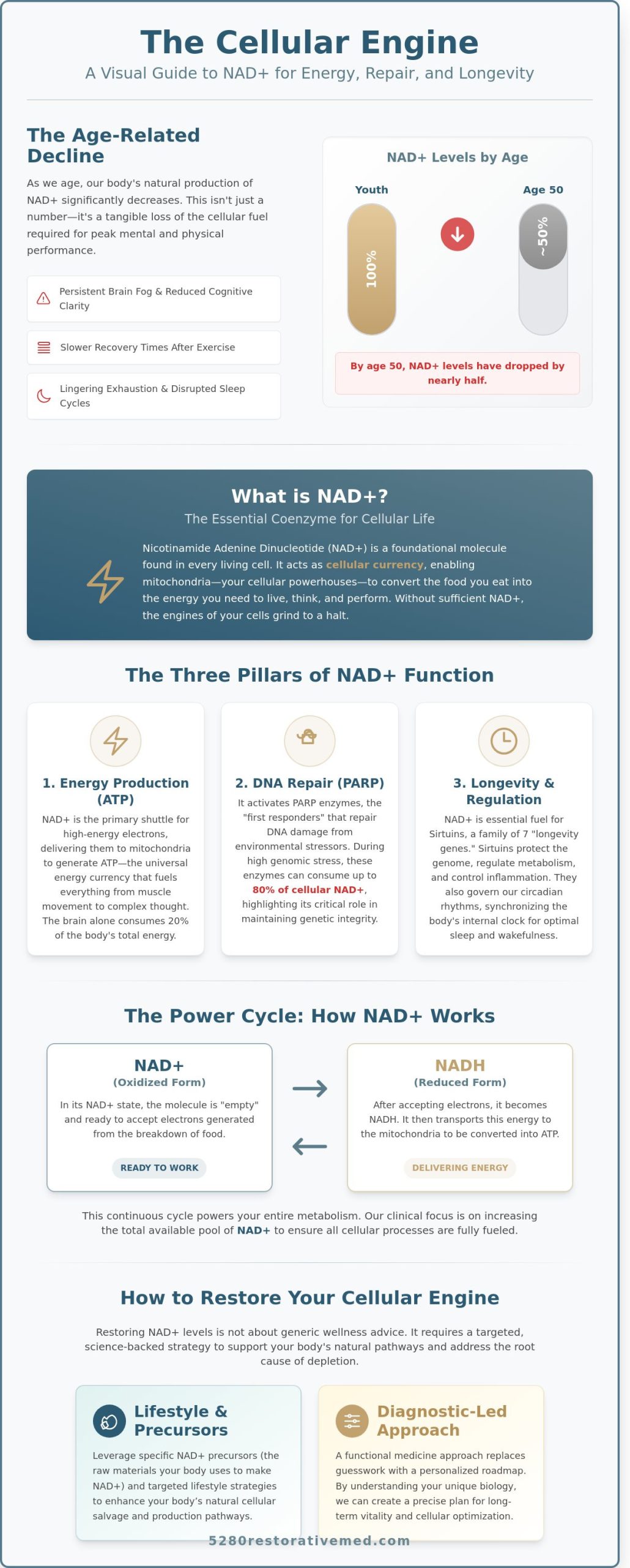 NAD+ and Cellular Vitality: The High-Performer’s Guide to Nicotinamide Adenine Dinucleotide